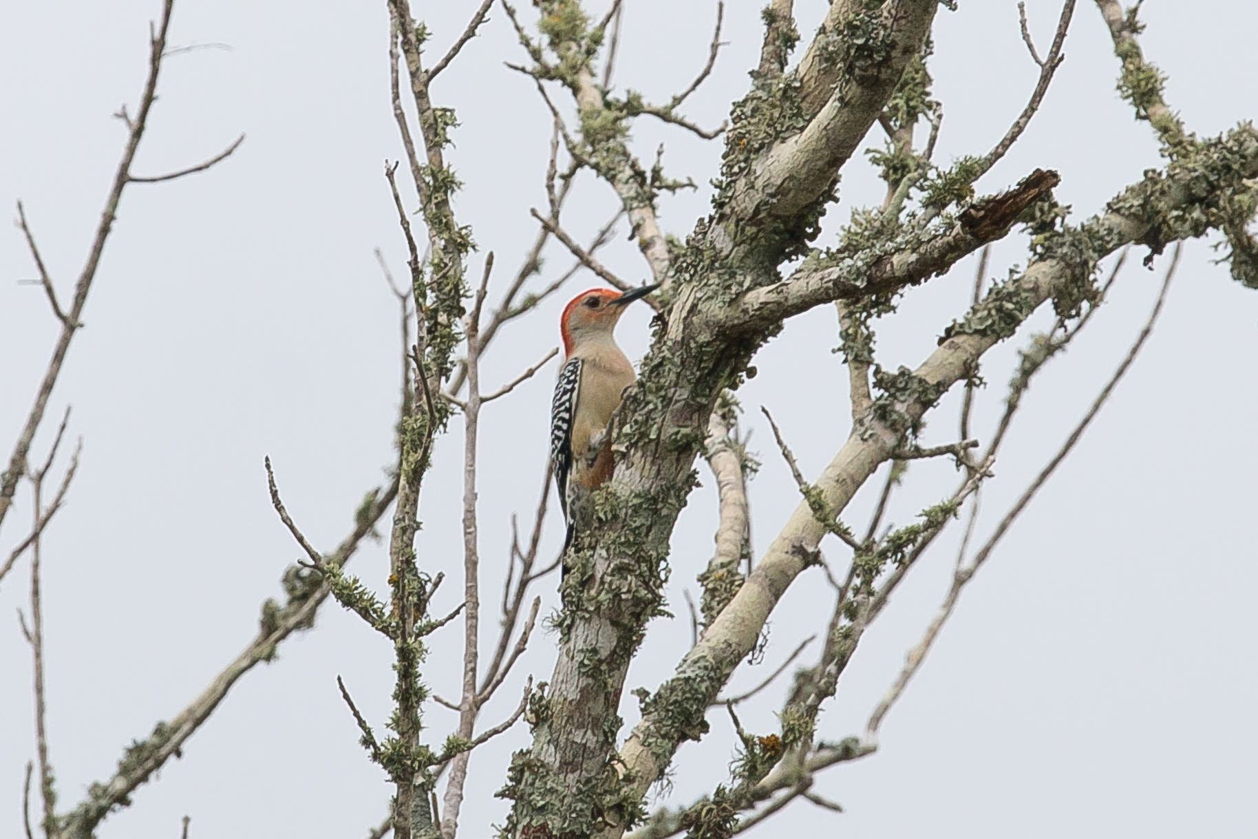 Red-bellied woodpecker perched on a tree branch, gray and white plumage, with red head, against a gray sky.