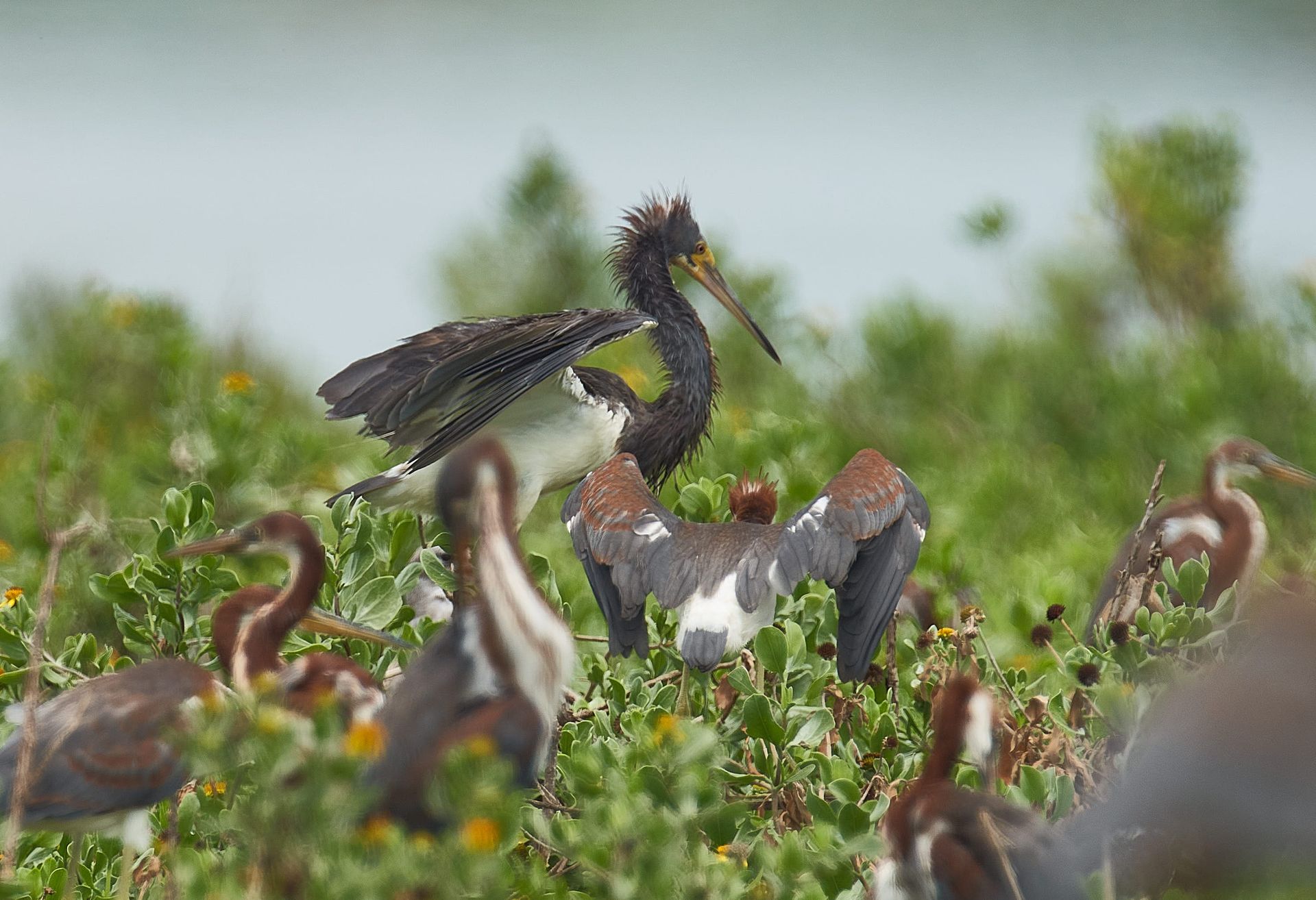 Group of tricolored herons in a green marsh with one heron displaying wings.