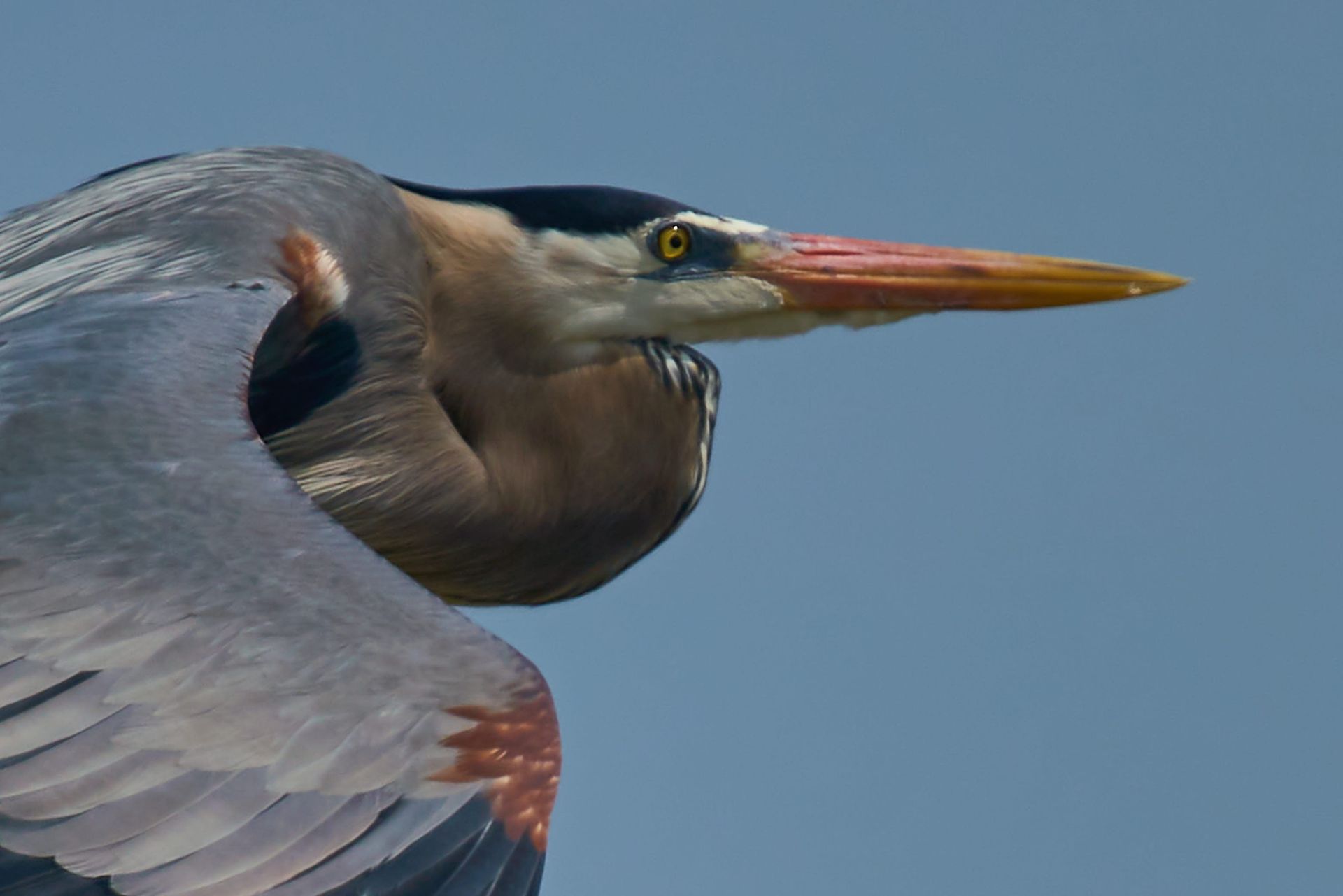 Great blue heron in flight, blue-gray feathers, long orange beak, yellow eye, against a blue sky.