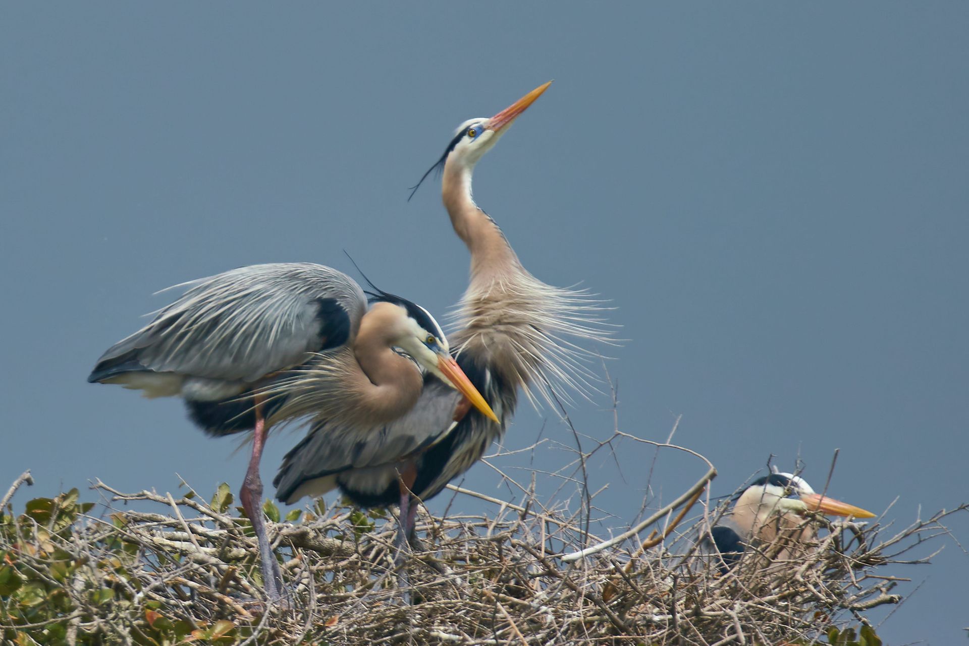Three blue herons on a nest against a cloudy sky. One heron extends neck, others are preening.