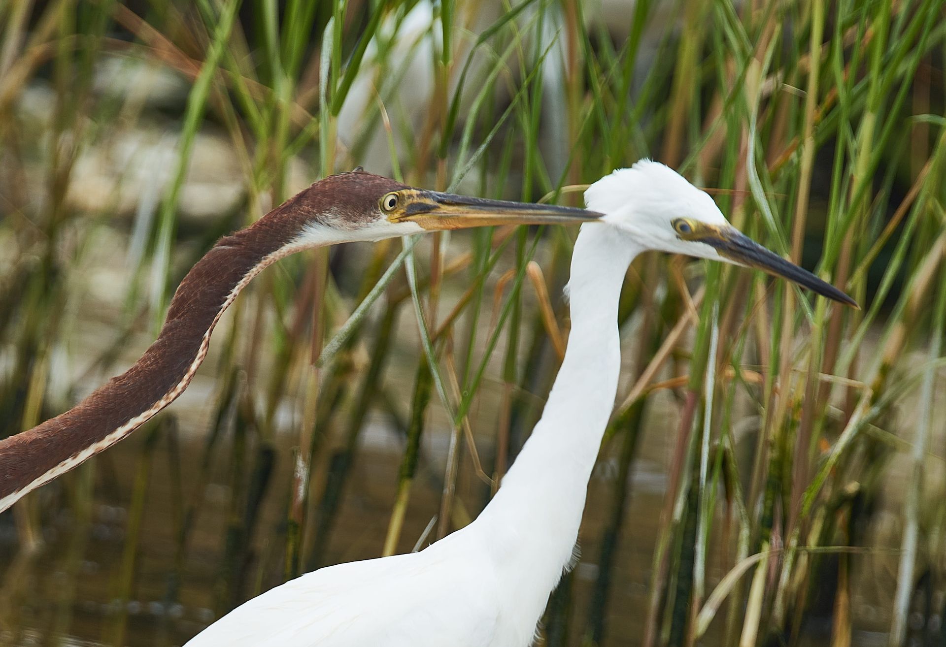 Two herons with beaks touching, one white, one brown, near water and tall grass.