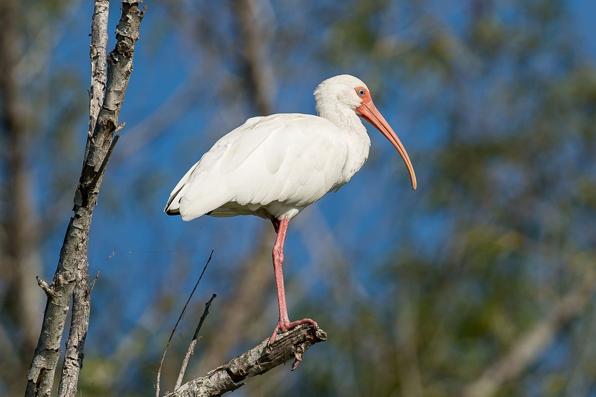 White ibis perched on a branch, pink beak and legs, blue sky background.