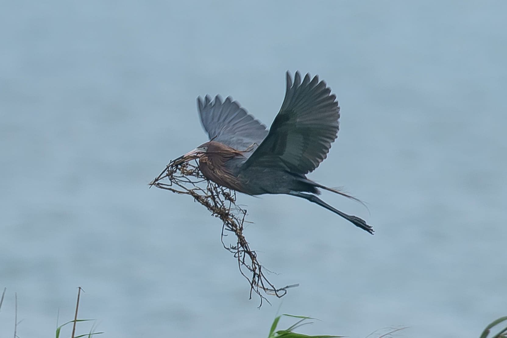 A bird with wide wings carries nesting materials, flying over water.