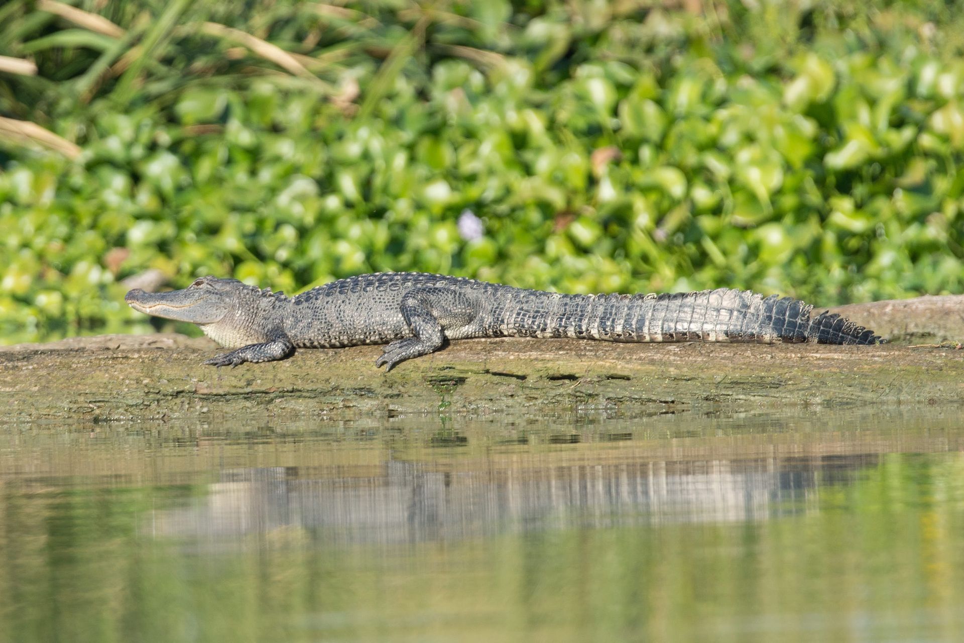 Alligator sunning on a riverbank with green foliage in the background.