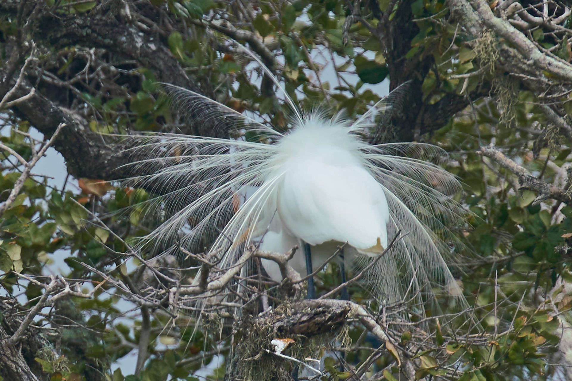 White bird, likely an egret, displaying mating plumage in a nest within a tree.