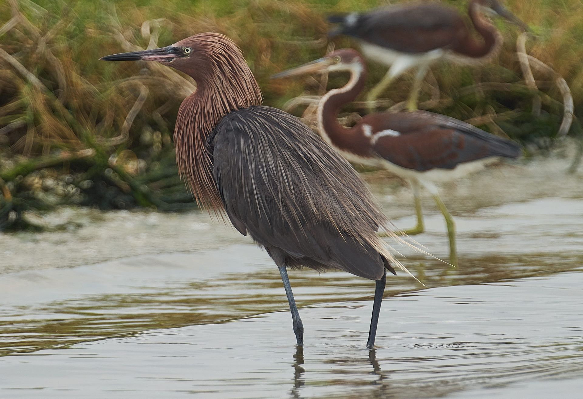 Brown and reddish heron wading in water, with two other birds in the background.
