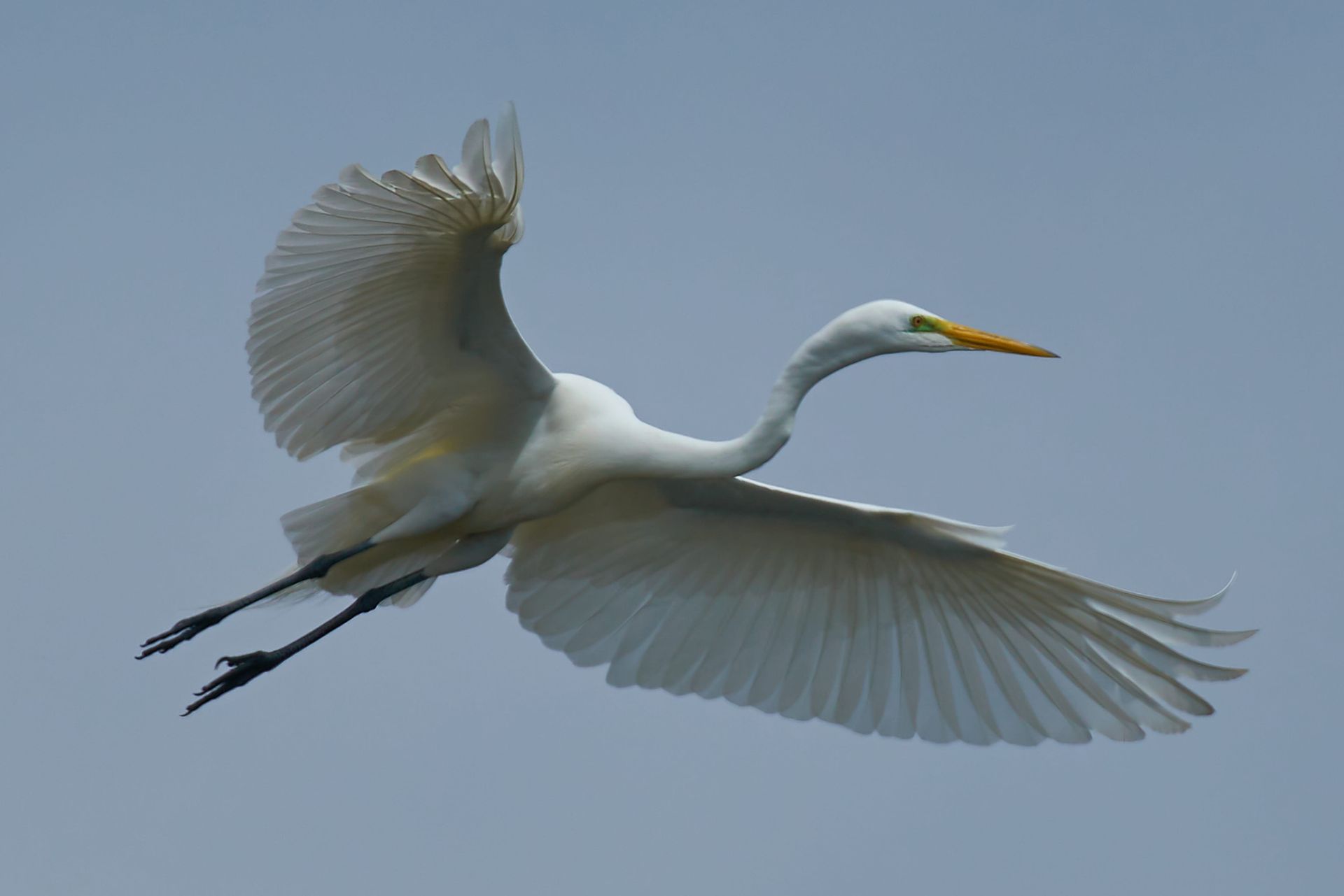 White egret in flight, wings spread against a pale blue sky.