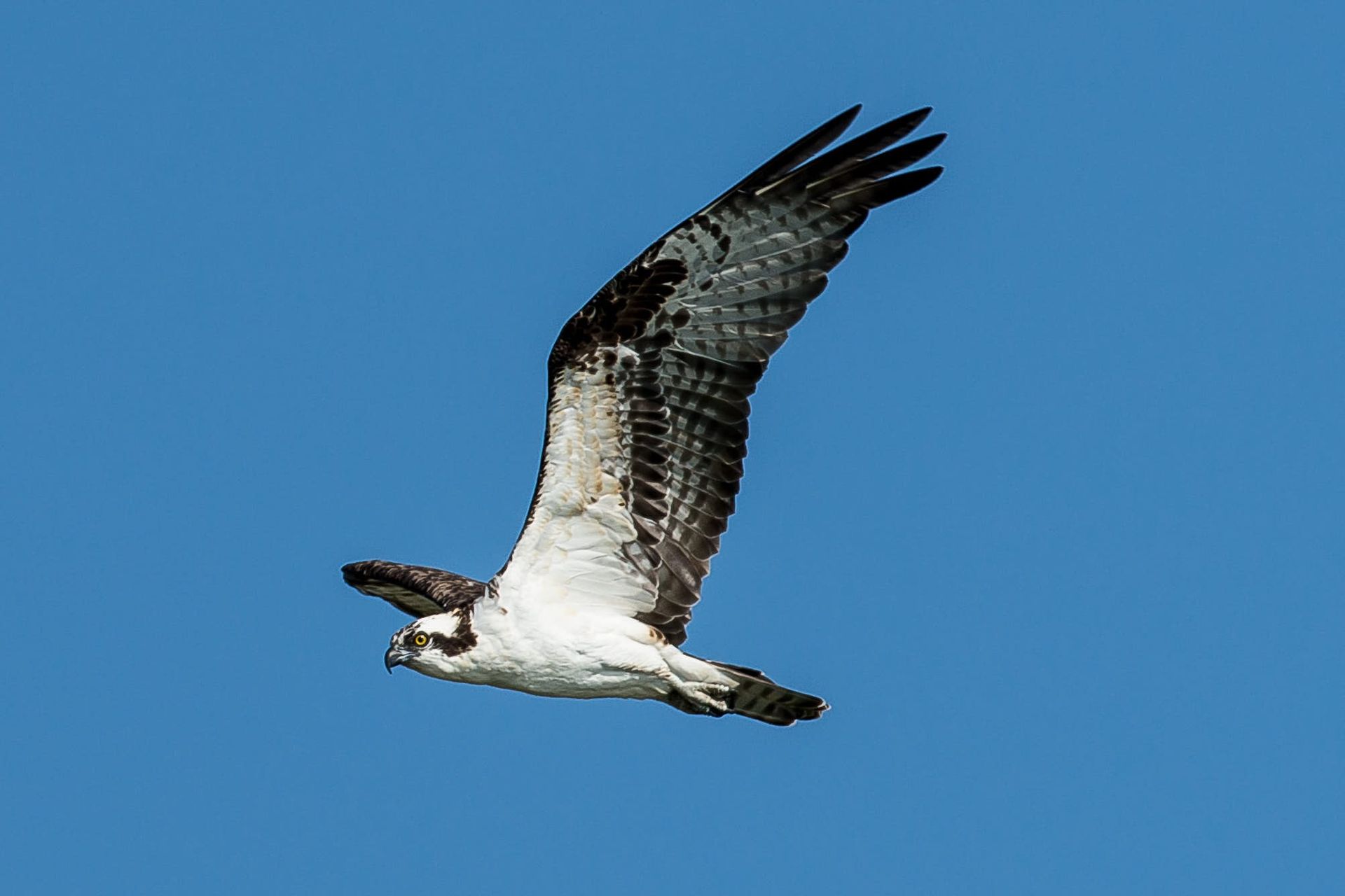 Osprey with white and brown feathers, wings spread, soaring against a blue sky.