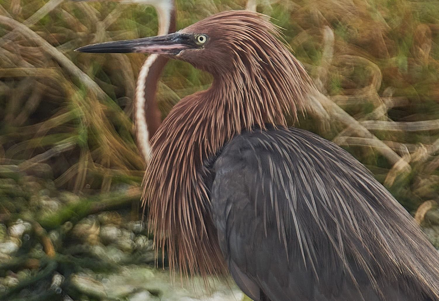 A reddish-brown and gray bird with a long beak, standing among blurry branches.