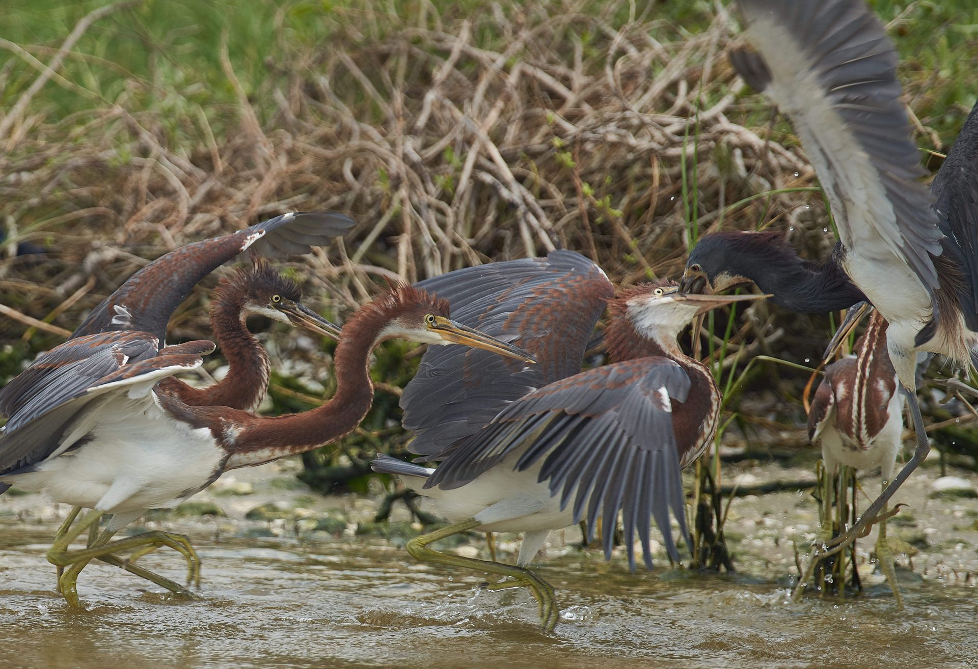Tricolored herons with open wings and curved necks wading in muddy water near marsh.