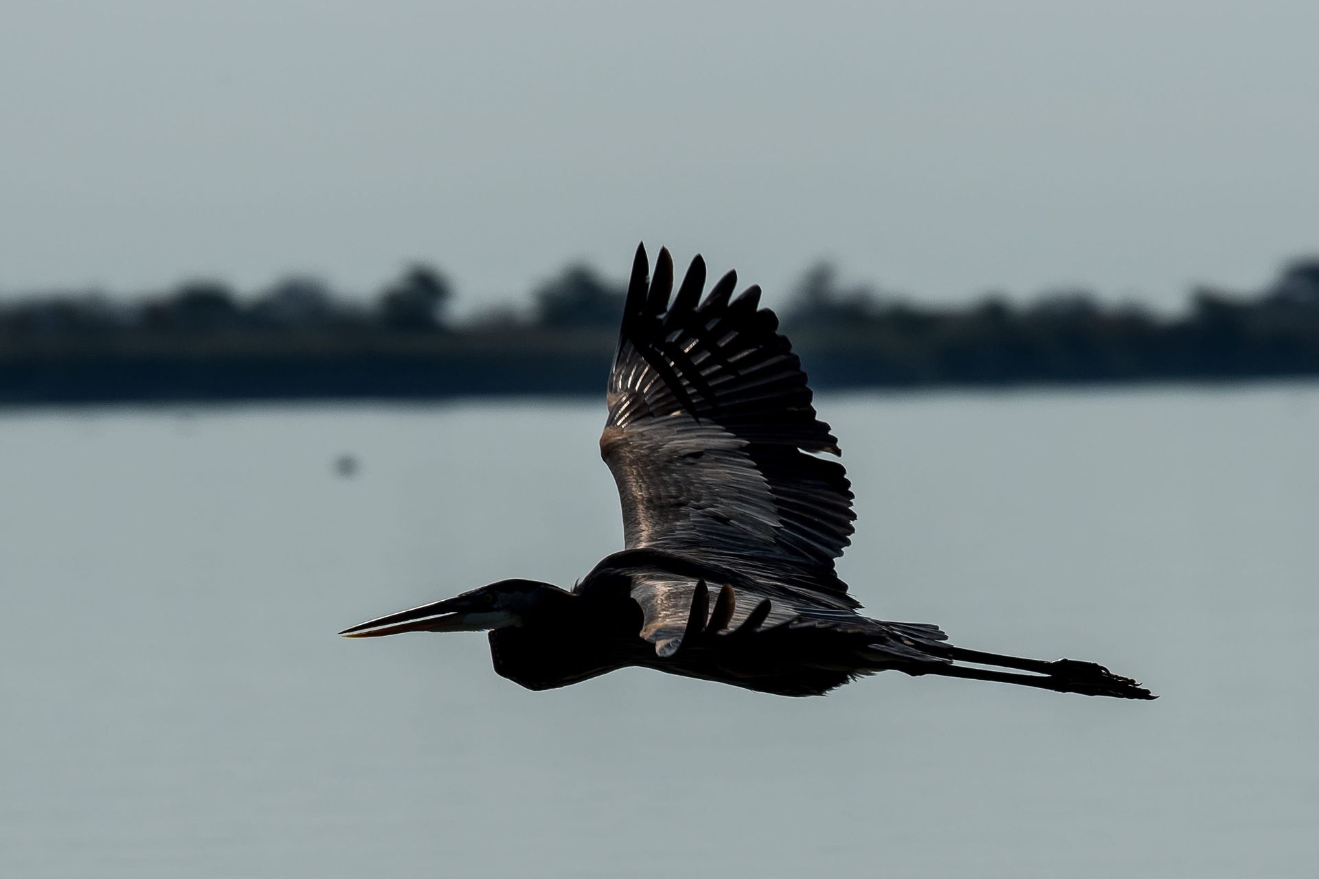 Dark bird in flight over water with wings spread wide.