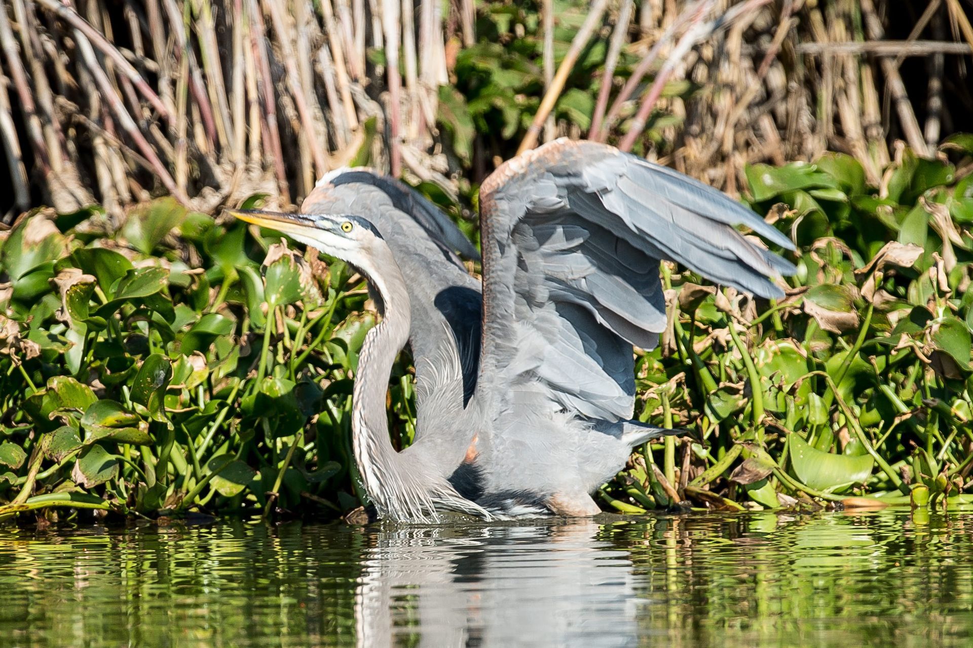Great blue heron with wings spread, standing in water near green vegetation.