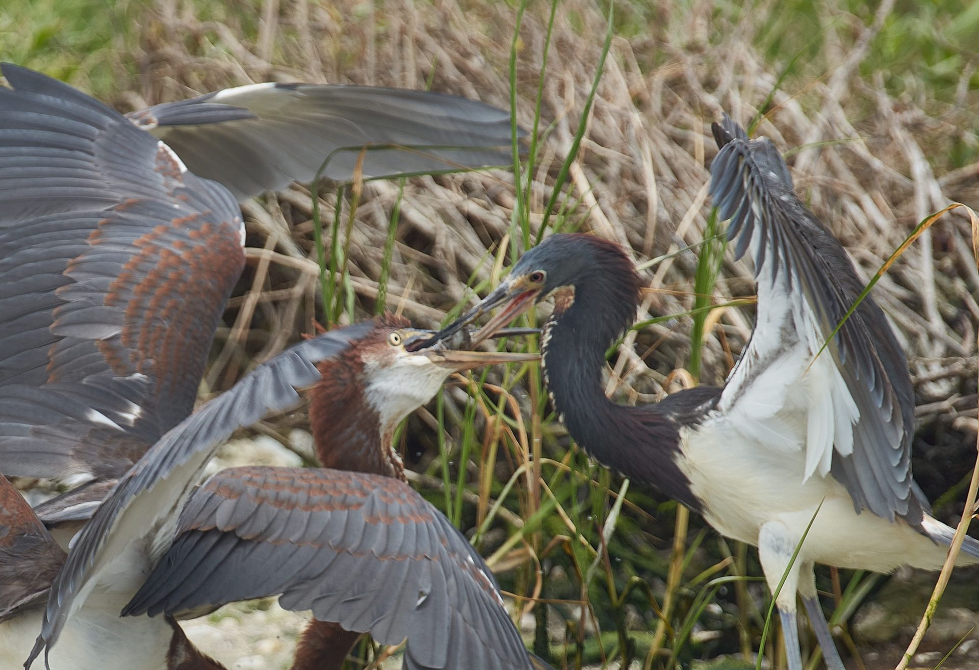 Tricolored herons with open beaks and spread wings in marsh grass. One bird has a captured fish.