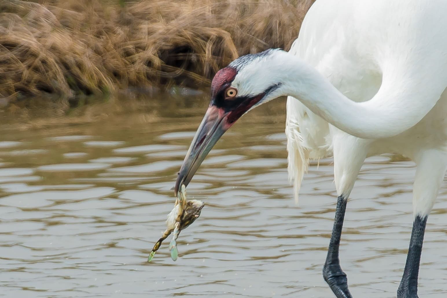 A white crane with red head holds a small frog in its beak near water and brown grass.