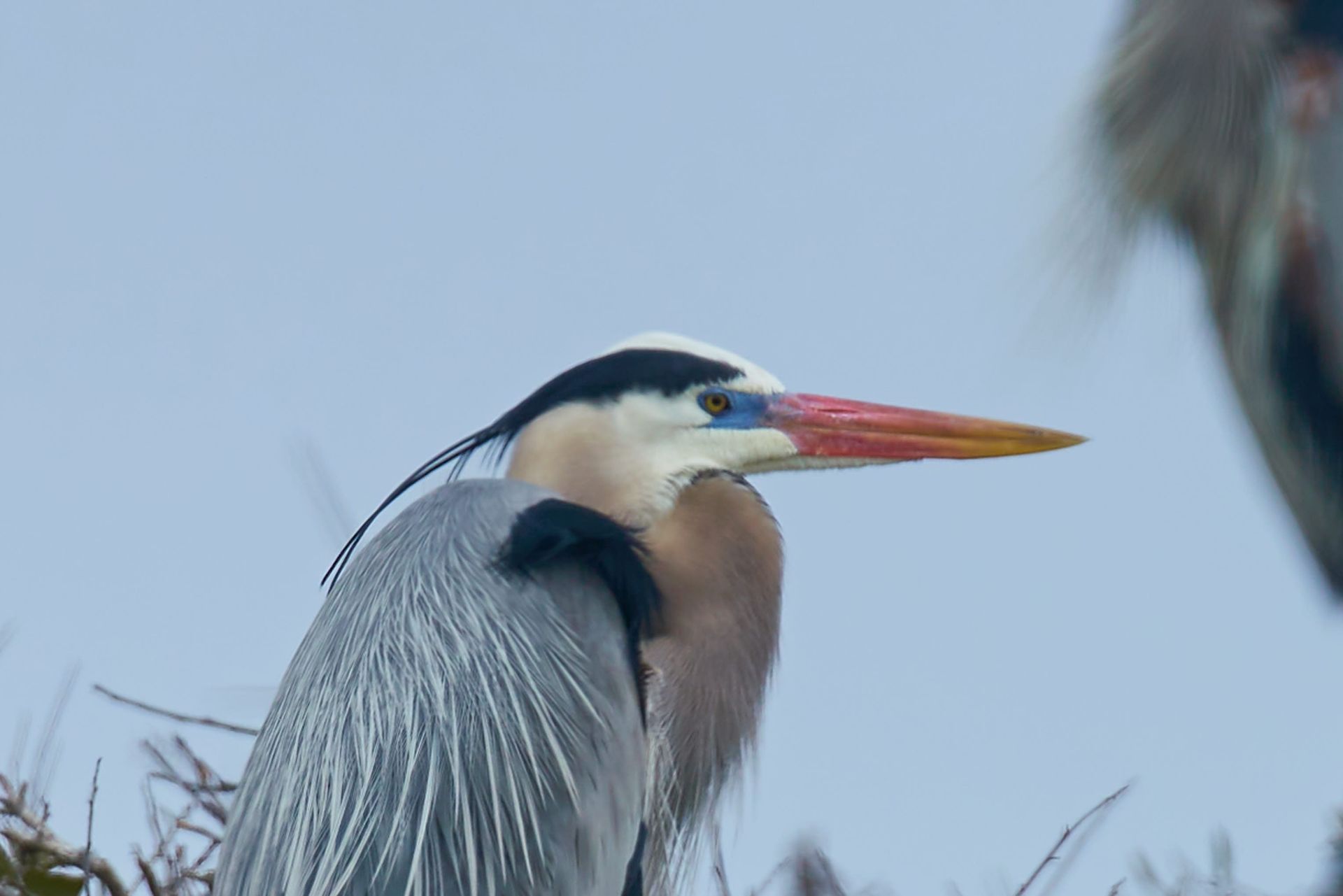 Blue heron with orange beak, gray feathers, and black head markings.