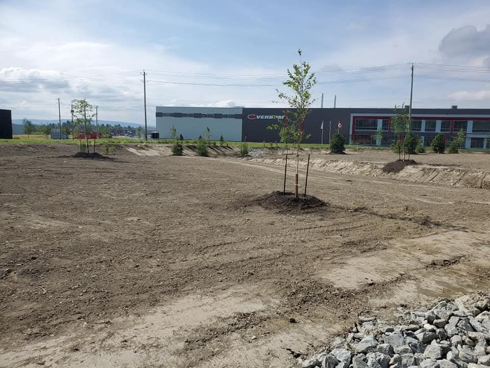 Arbres nouvellement plantés sur un terrain vague devant un bâtiment moderne, sous un ciel nuageux.