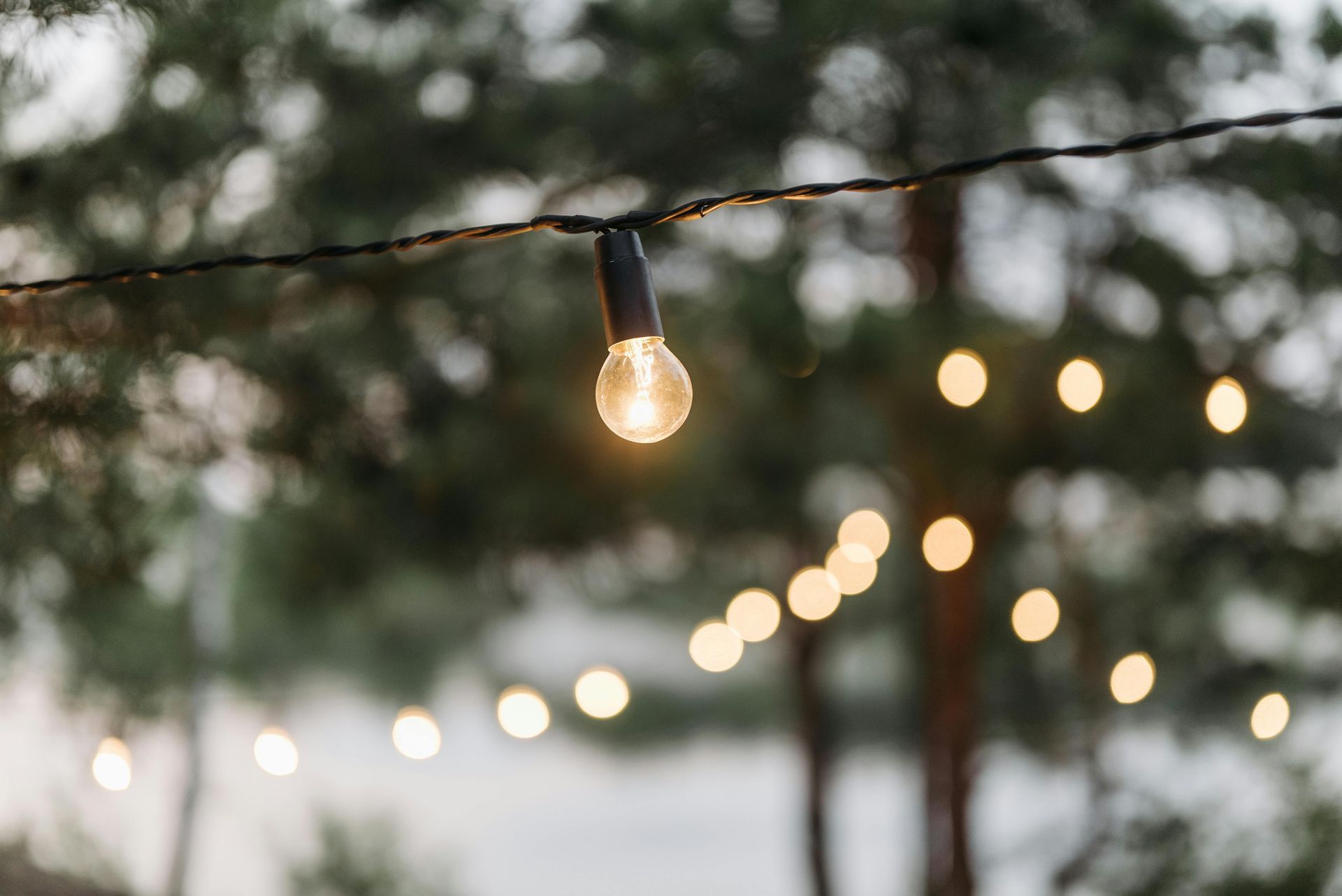 A string of lights hanging from a tree in the woods.