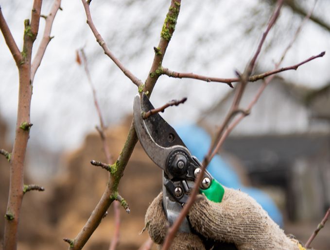 Properly care for trees and trim the branches with garden scissors