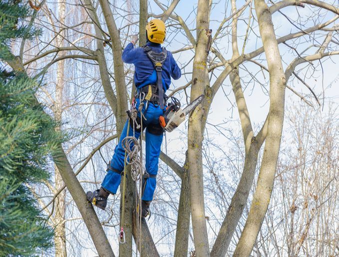 Professional hanging and cutting large bare branches of nut tree during an autumn day