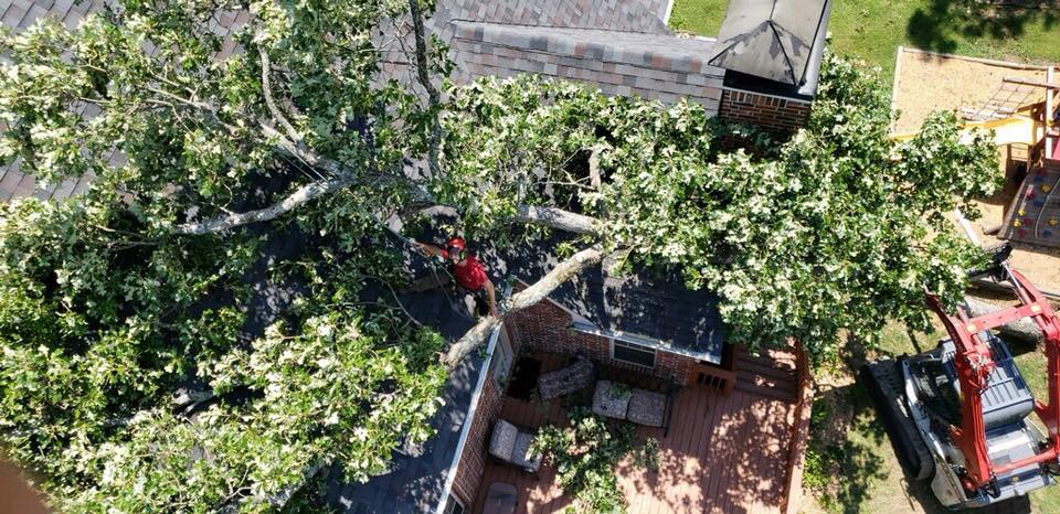 aerial view of fallen trees on house