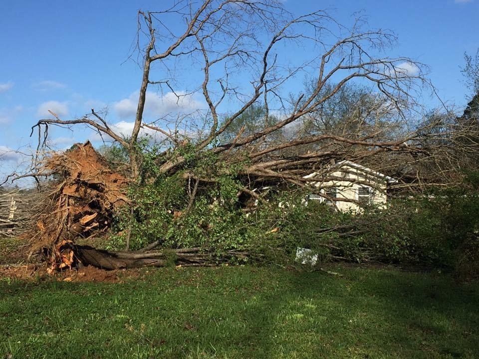 picture of uprooted tree