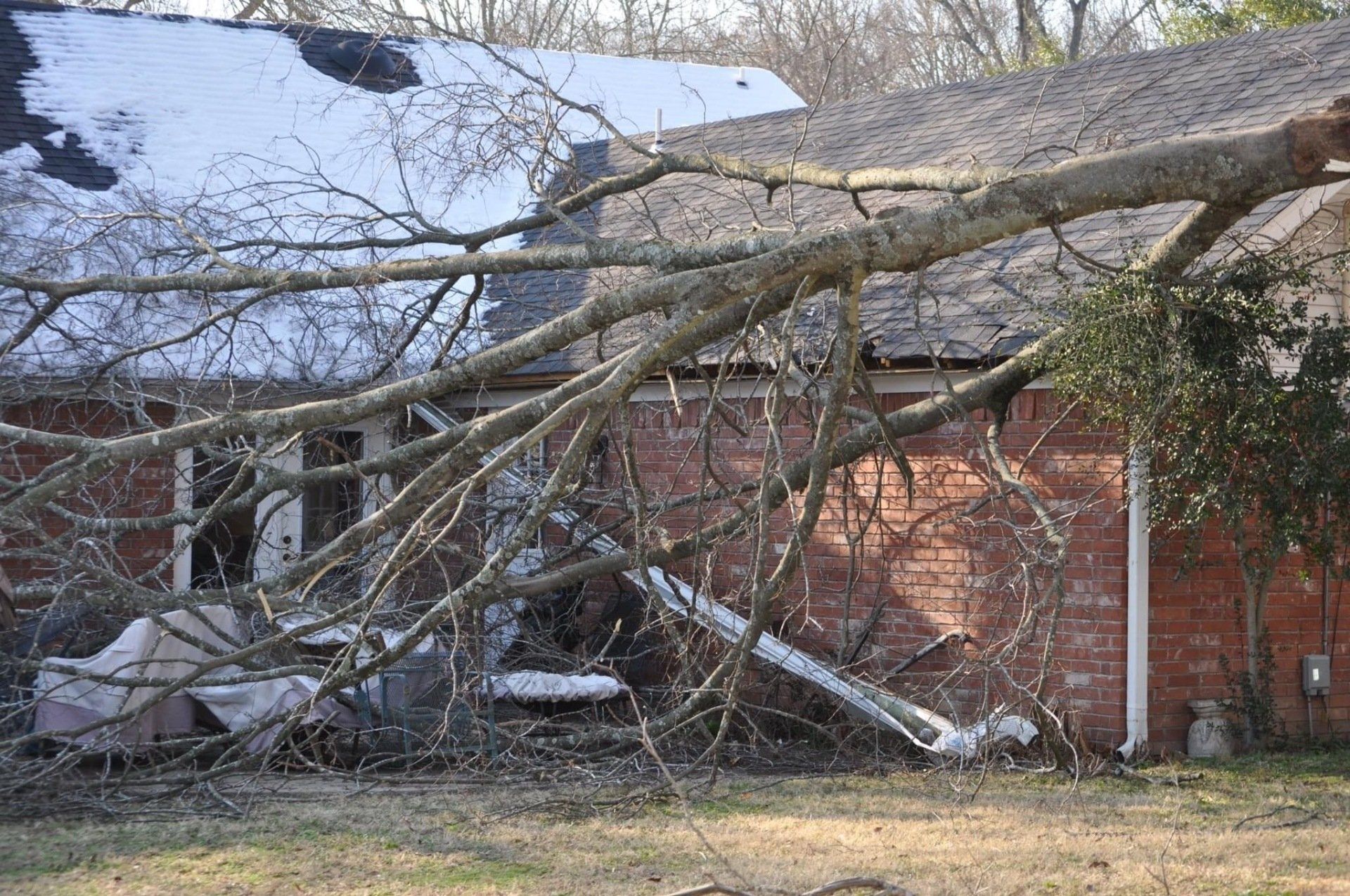 Picture of fallen tree in front yard