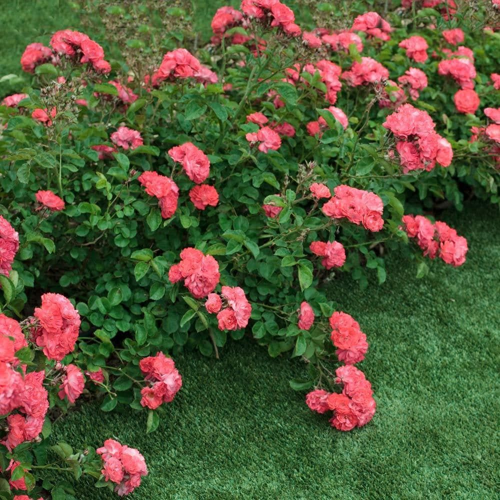 A bush with pink flowers and green leaves is growing on a lush green lawn.