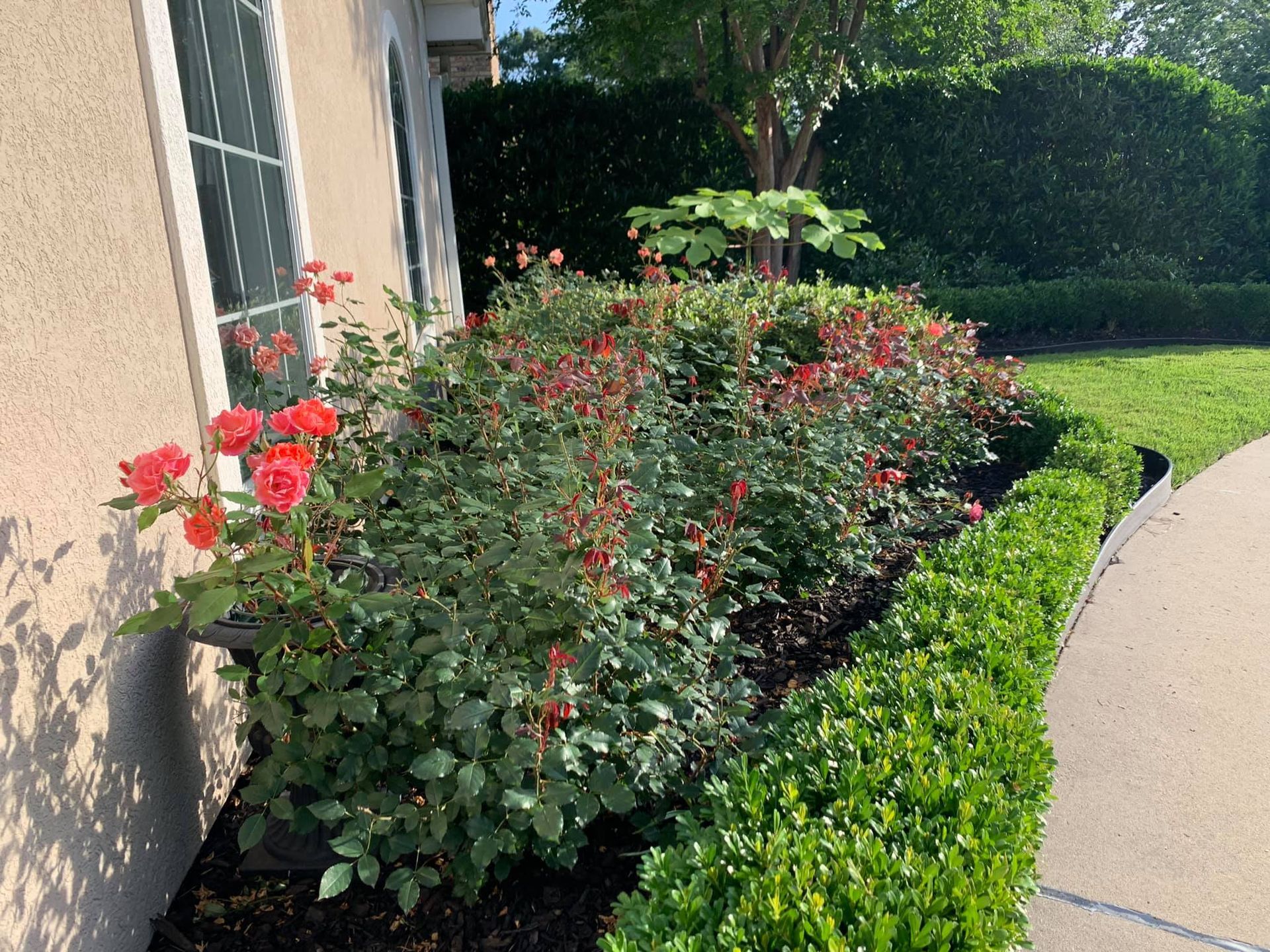 A bush with red flowers is in front of a house.