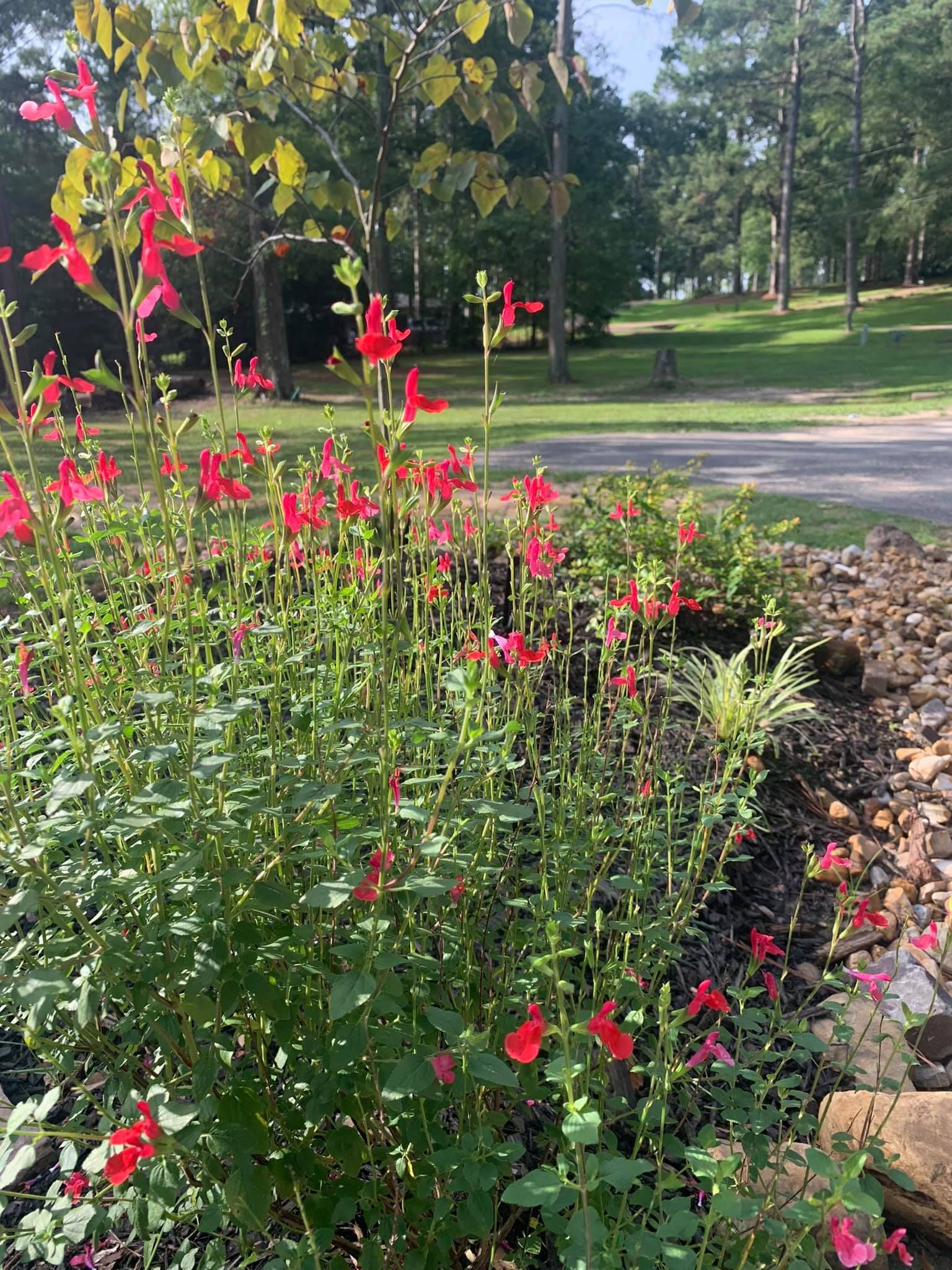 A bunch of red flowers are growing in a garden next to a road.
