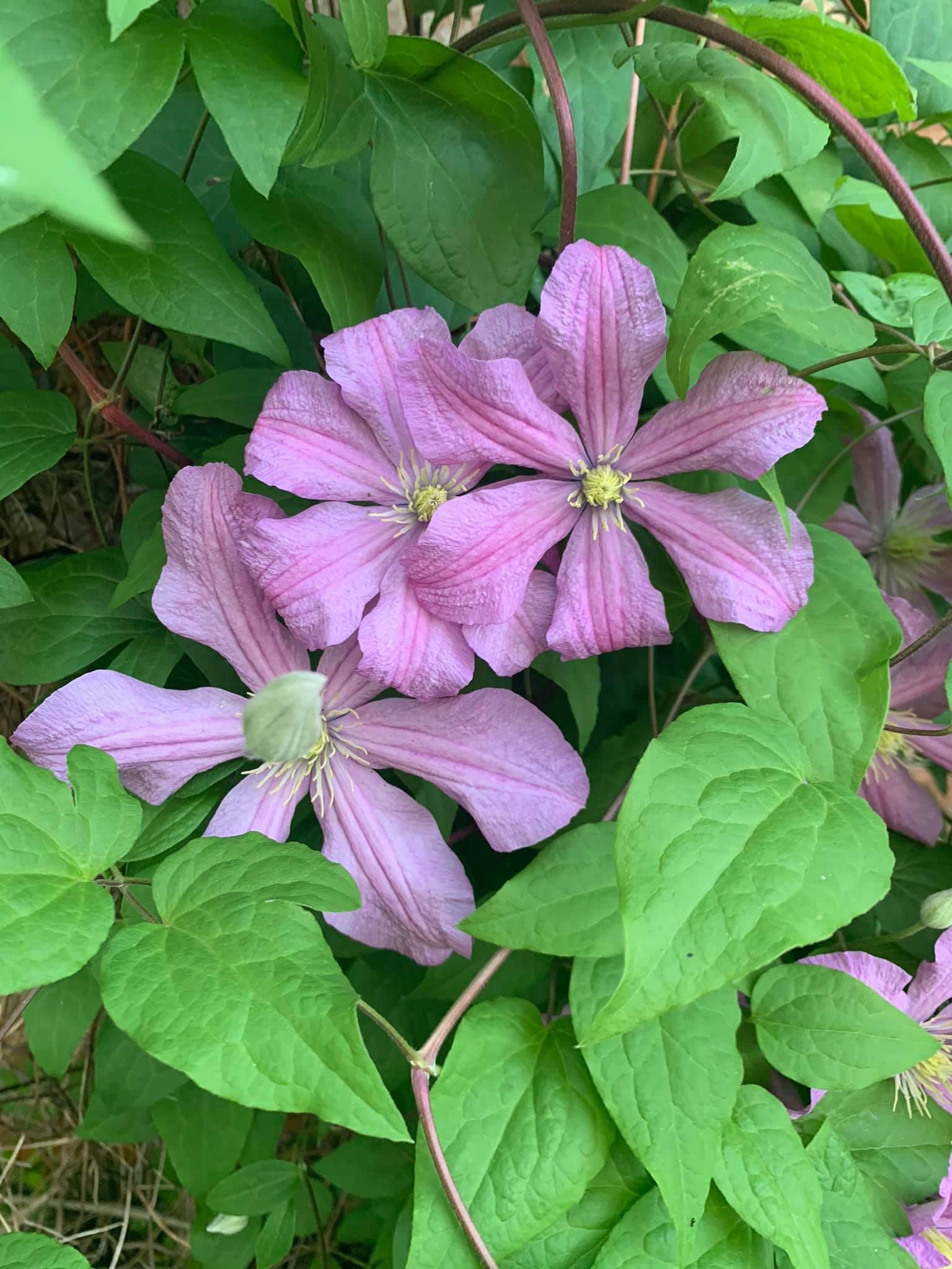 A close up of a purple flower surrounded by green leaves.