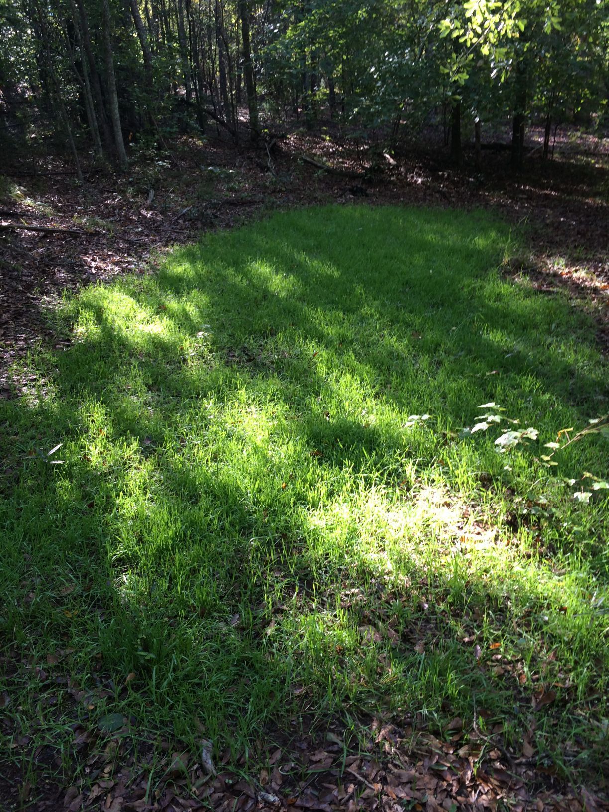 Grassy clearing in a forest bathed in sunlight, with trees and dark shadows.