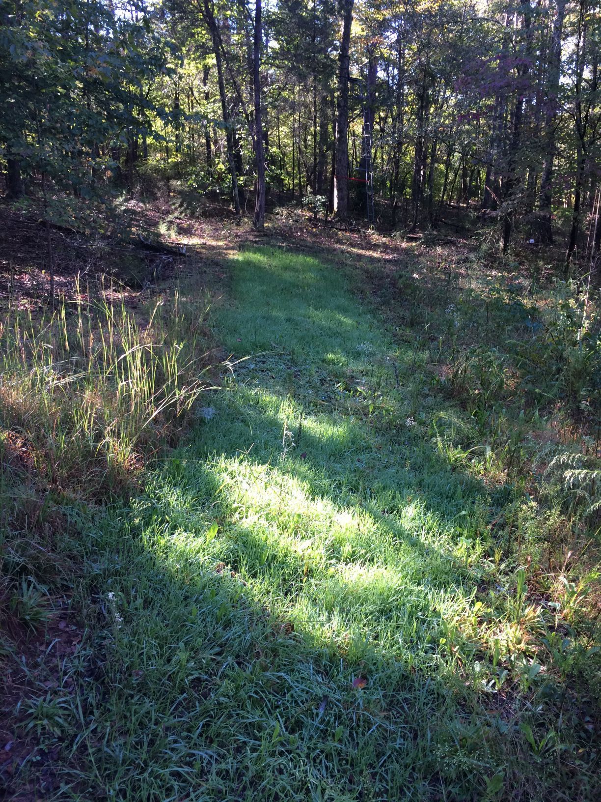 Grassy path through a sunlit forest clearing. Trees line the edges, casting shadows.