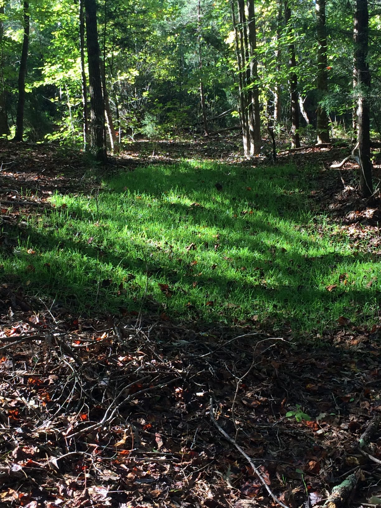 Grassy clearing in a forest; sunlight on the bright green grass, surrounded by trees and dark brown leaves.