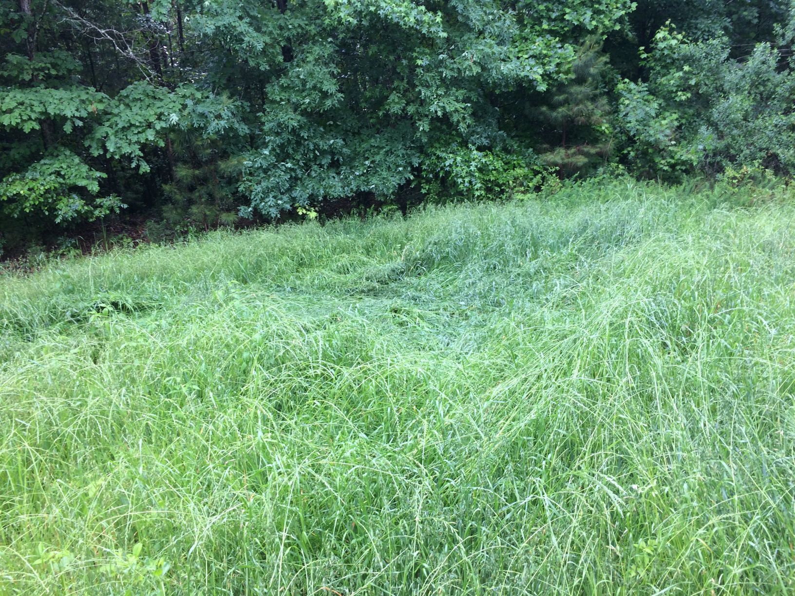 Grassy field sloping toward a treeline with dense green foliage.