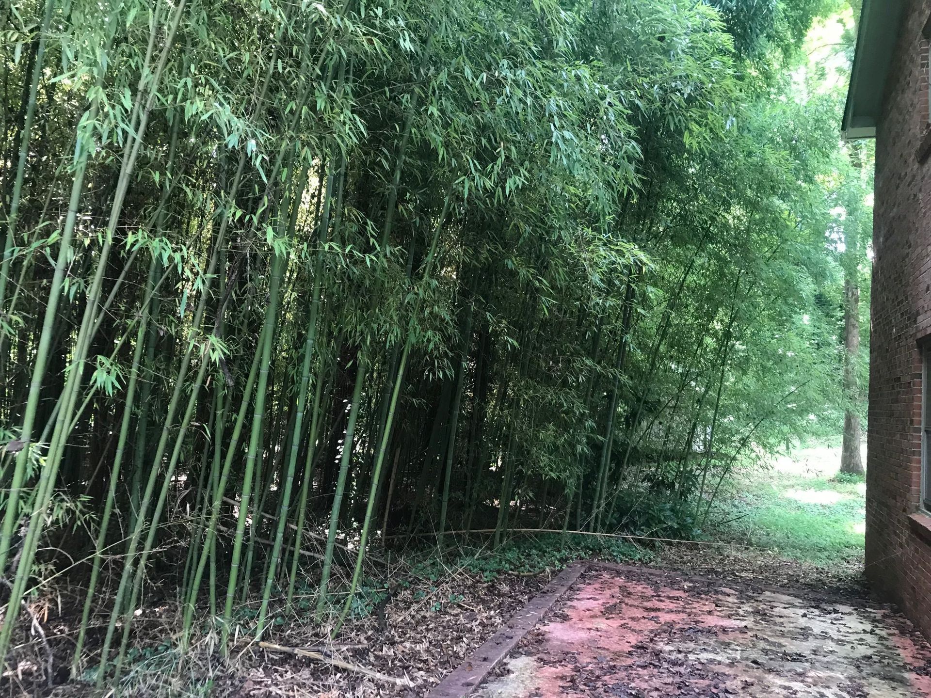 Dense bamboo forest next to a building, ground covered with fallen leaves.