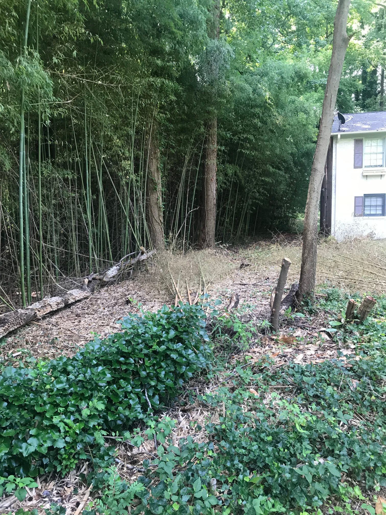 Green bamboo and foliage border a dry, brown path. A light-colored house is on the right.