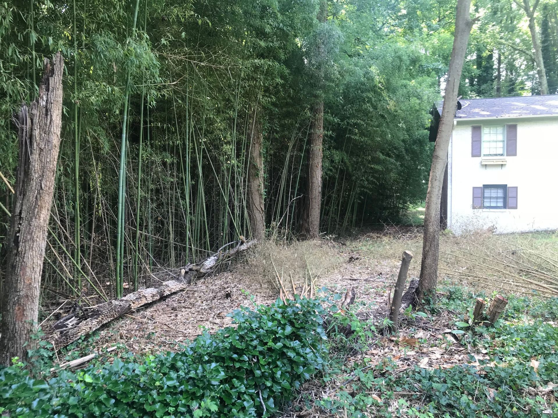 A bamboo forest borders a yard next to a white house with brown shutters.