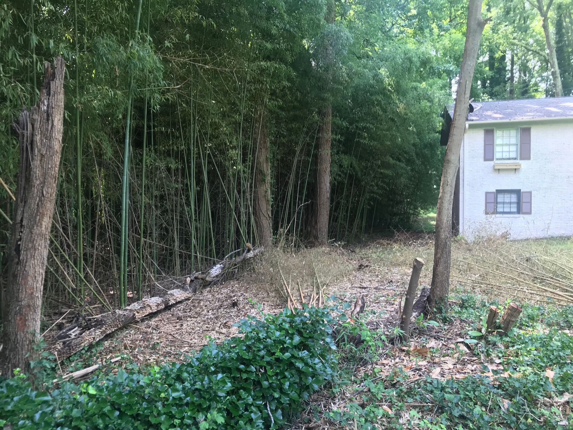 Bamboo and trees line a yard with a white house on the right.