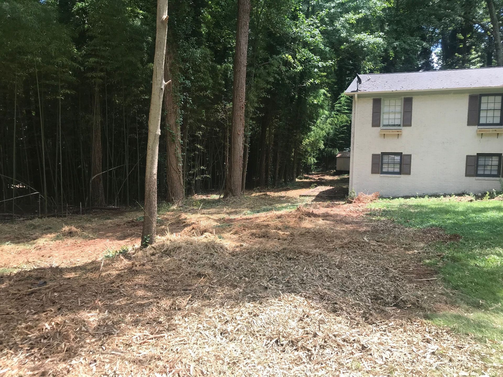 Area cleared of debris in front of bamboo forest and a beige building with shutters.
