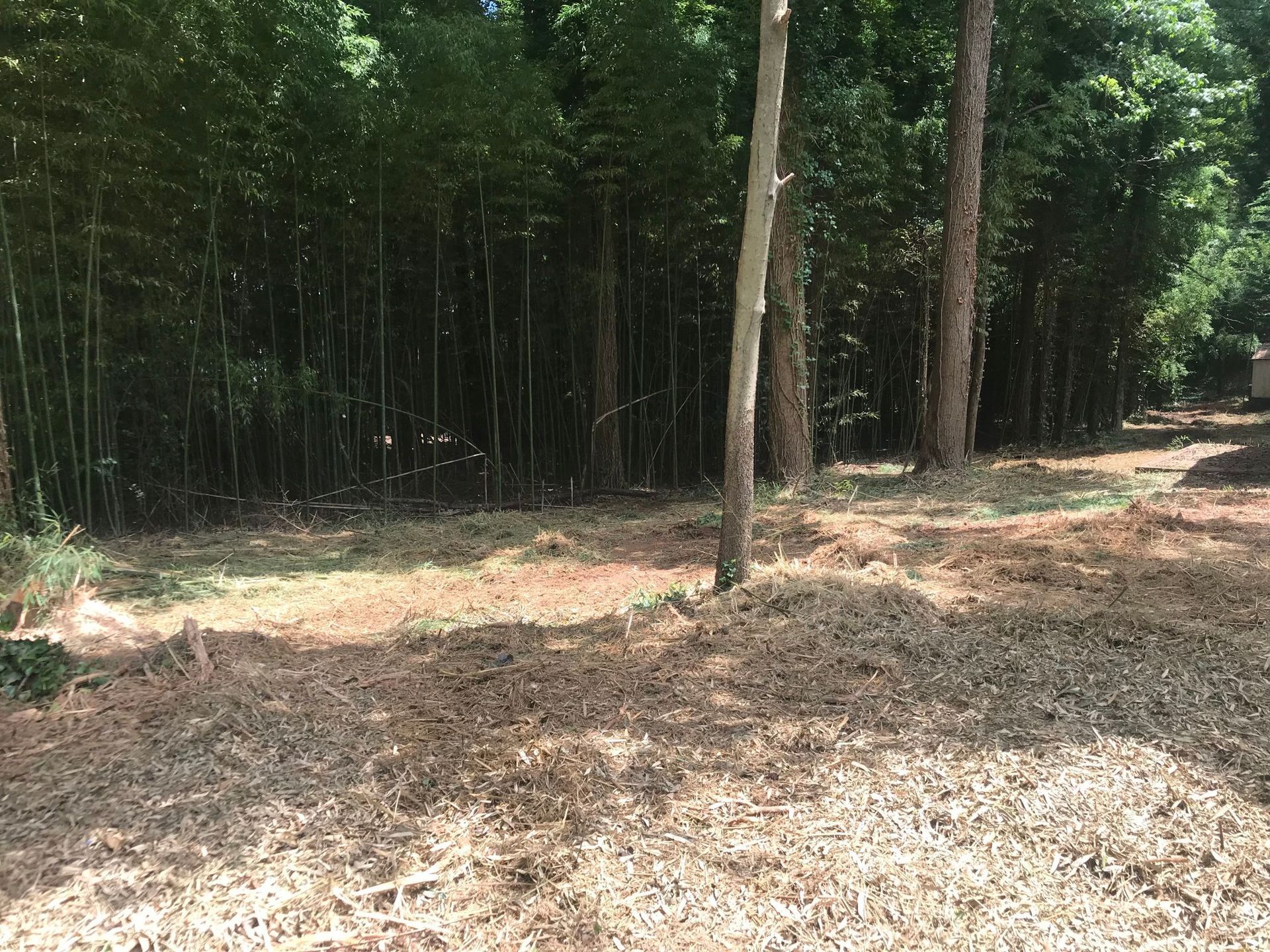 Cleared area next to bamboo forest and trees; ground covered in brown debris.