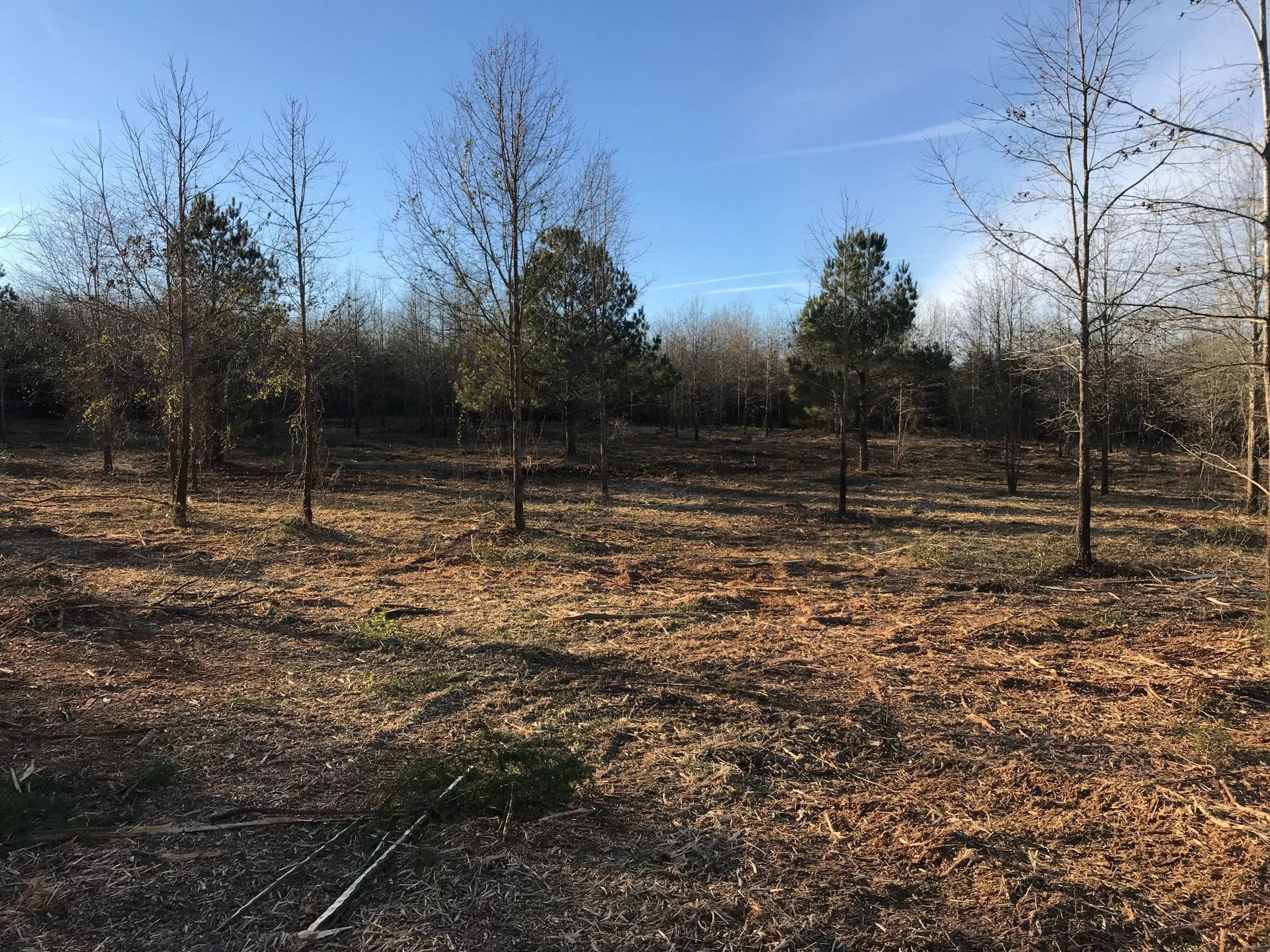 Brown field with young trees, a blue sky above.