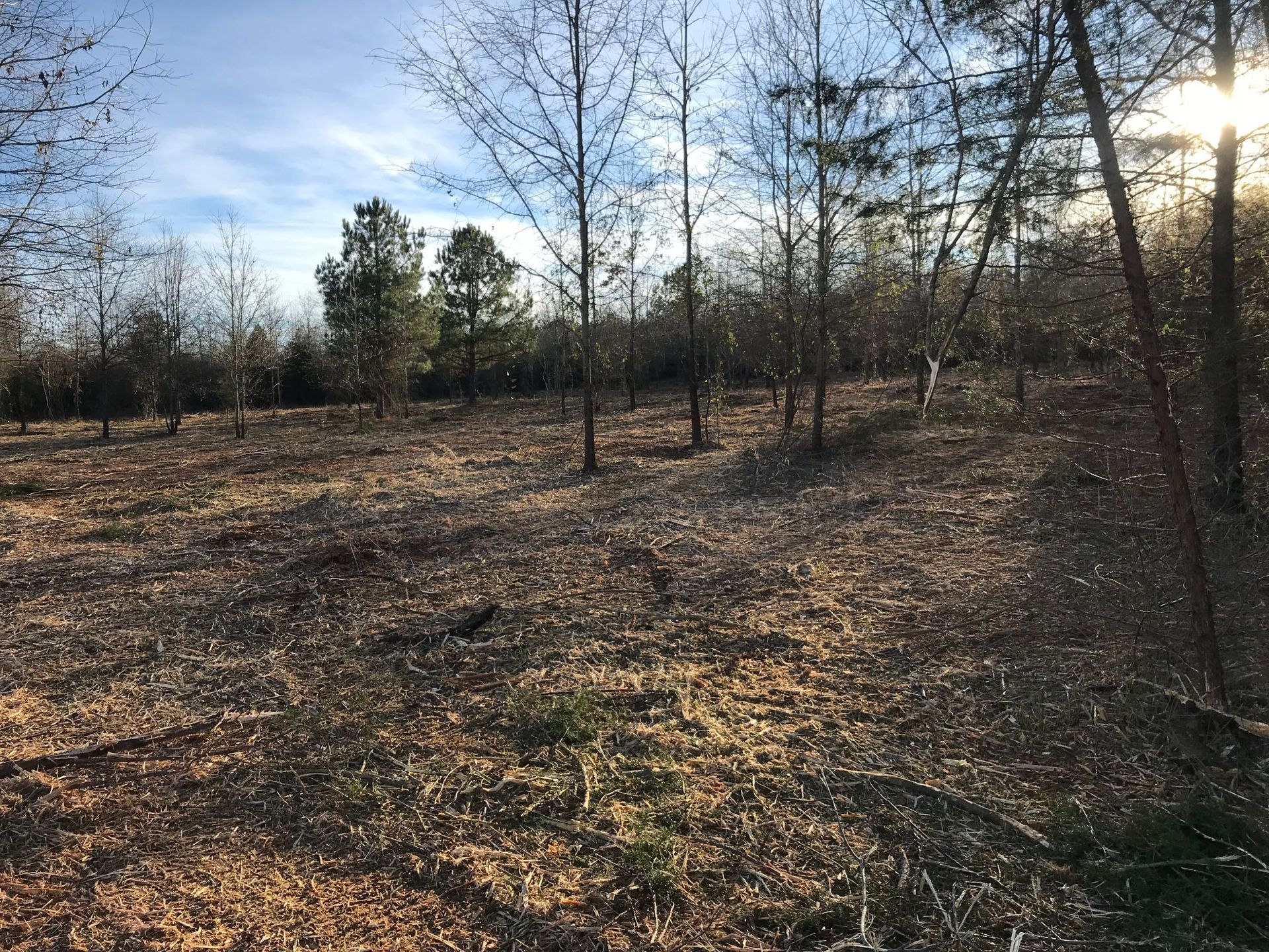 A field of dry leaves with bare trees and patches of green. Sunlight filters through the trees.
