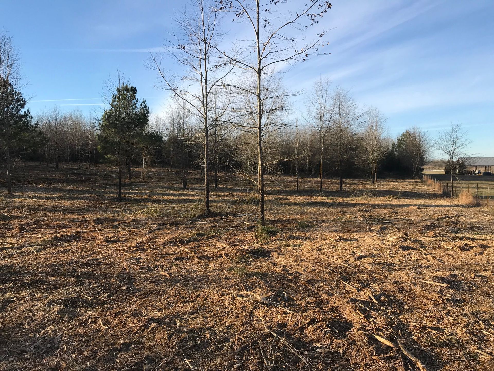 Bare trees in a brown field with fallen leaves, set against a background of other trees and a bright blue sky.