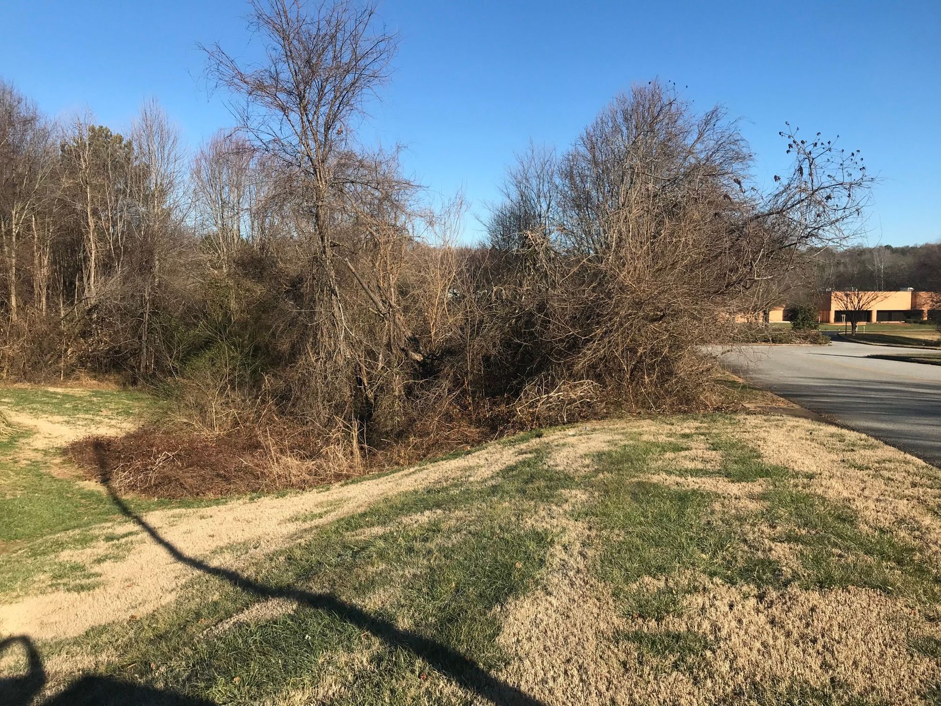 Grassy embankment with bare trees and shrubs next to a road, under a blue sky.