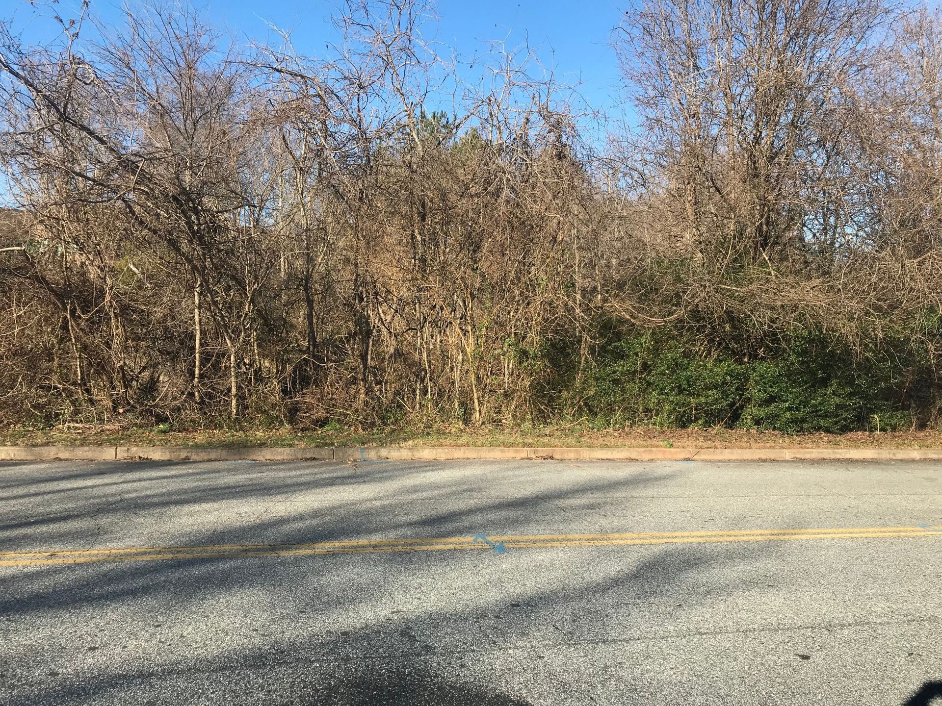 Roadside view of a gray asphalt road with bare trees and a patch of green foliage under a blue sky.