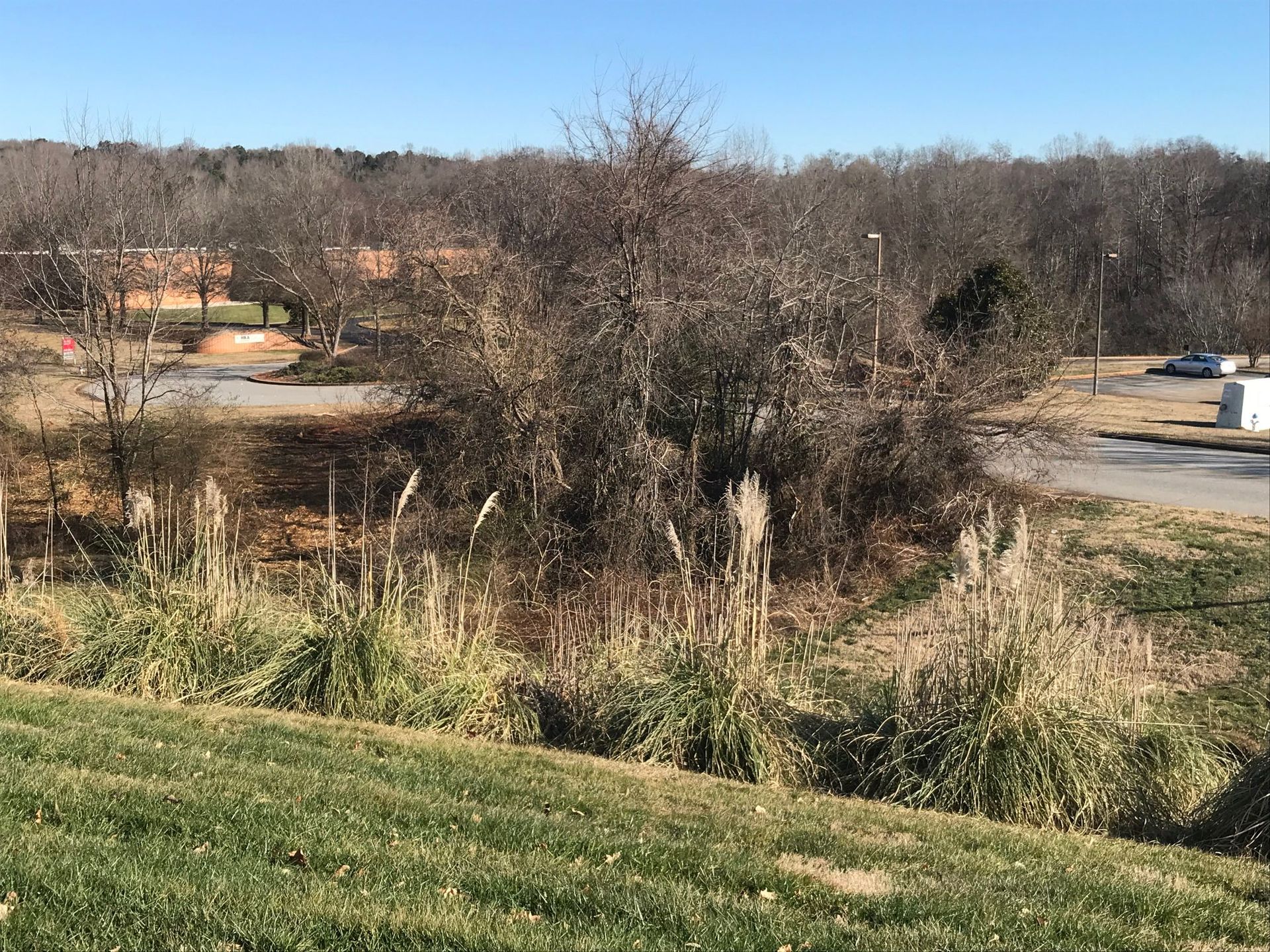 Grassy field with brown, bare trees in front of a parking lot and buildings under a blue sky.