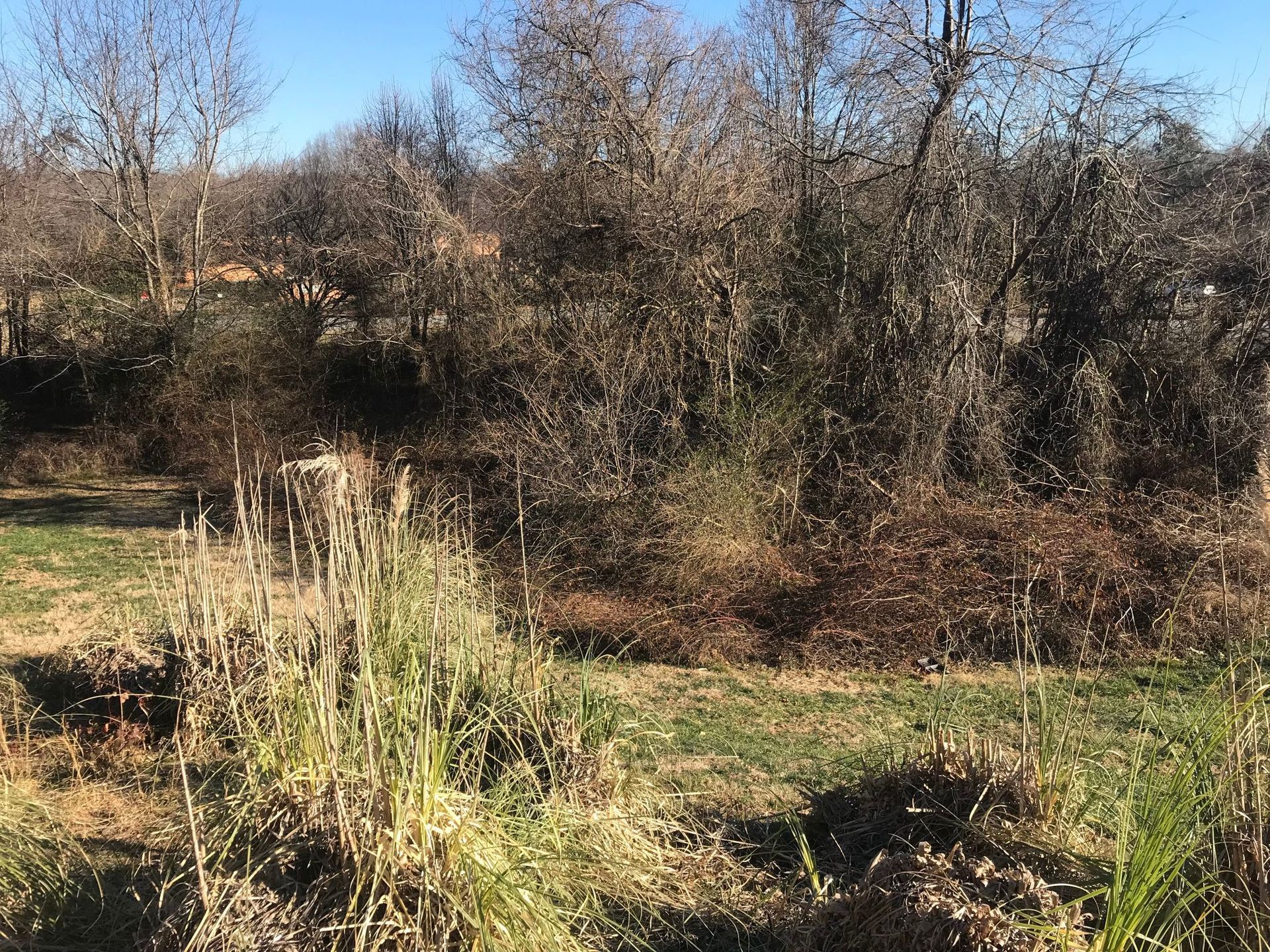 Grassy field with dry plants in front, trees and brush in the background under a blue sky.