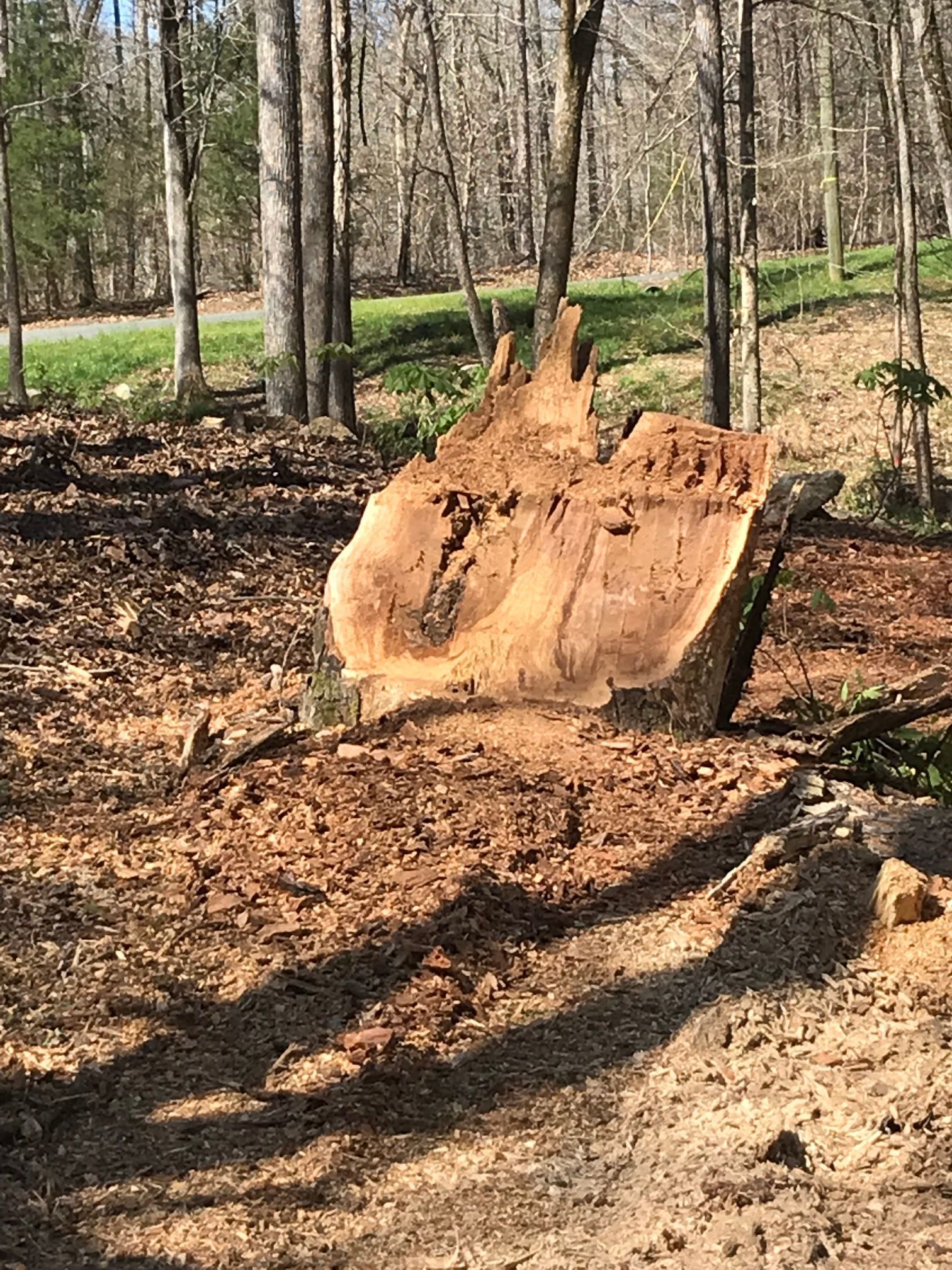 Cut tree trunk in a wooded area, surrounded by dirt and shadows.
