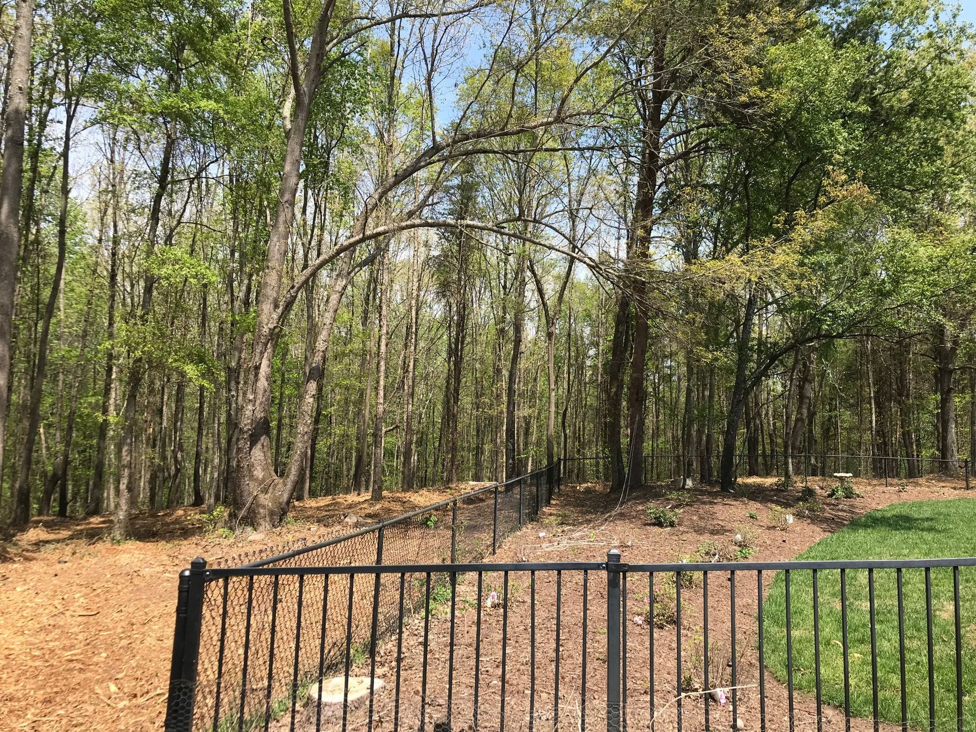 Black fence in front of wooded area with tall trees under a blue sky.