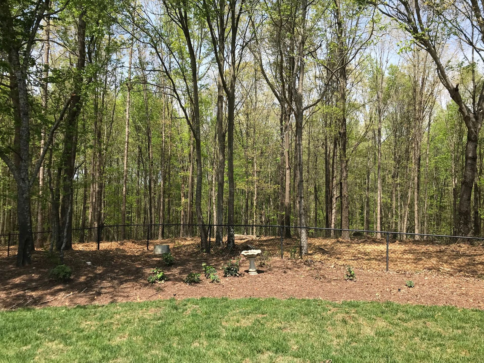 Trees form a dense forest against a backdrop of sky. Green grass in foreground.